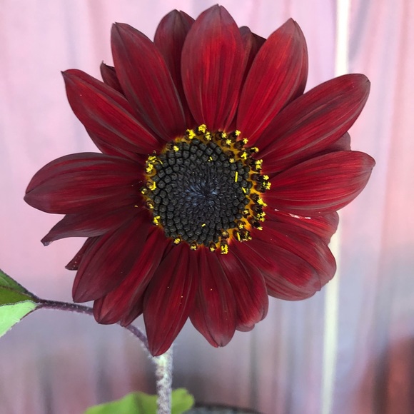 Meet your Posher, Luiza - Picture 1 of 1